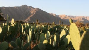 Ranks 8th of expensive women's gifts -a large cactus plantation